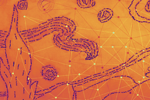 La notte delle parole cadenti