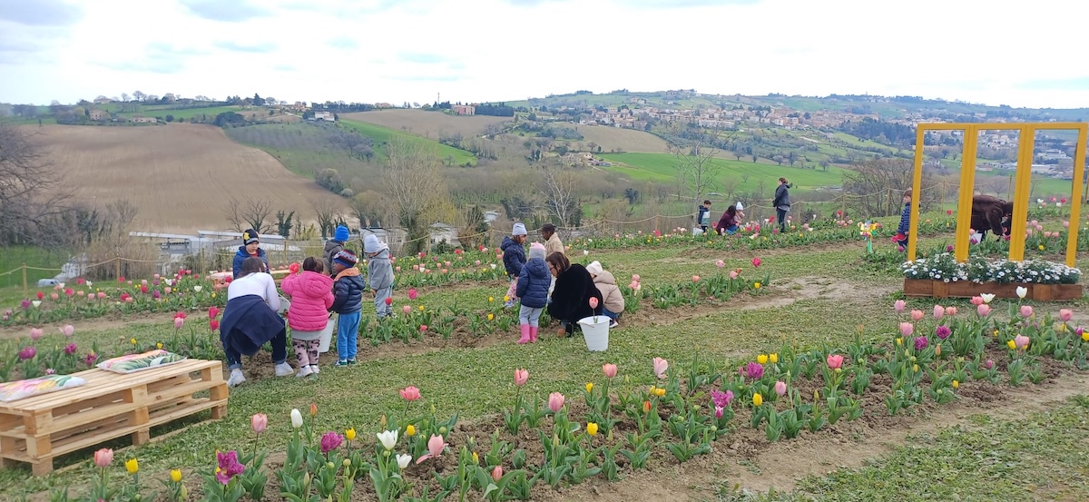 La Collinetta dei Tulipani