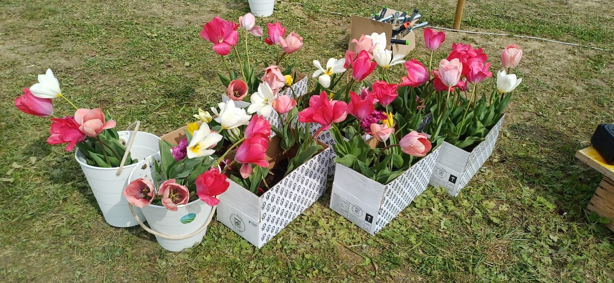 La Collinetta dei Tulipani