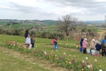 🌷La Collinetta dei Tulipani🌷